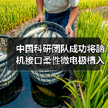 中国科研团队成功将脑机接口柔性微电极植入机器人CyberSense(图4) 中国科研团队成功将脑机接口柔性微电极植入机器人CyberSense(图4)