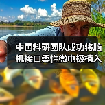 中国科研团队成功将脑机接口柔性微电极植入机器人CyberSense(图2) 中国科研团队成功将脑机接口柔性微电极植入机器人CyberSense(图2)