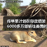 传苹果计划在印度组装6000多万部销往美国的iPhone（图3）