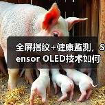 全屏指纹+健康监测，Sensor OLED技术如何改变手机体验？（图2）